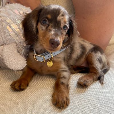 Cilek Female Doxie (1)