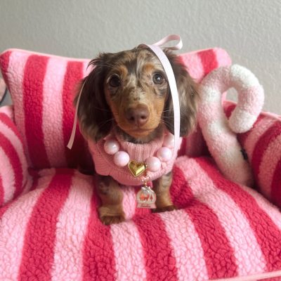 WhatsApp Image 2026-01-24 at 11.29.58