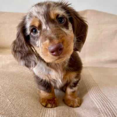 Winston Male Doxie (11)